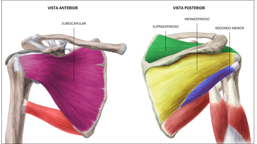 anatomía del hombro