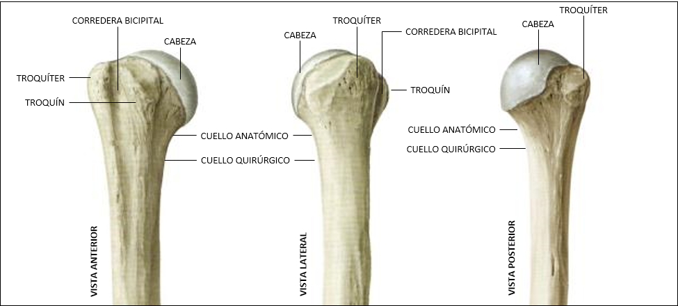 partes del húmero proximal