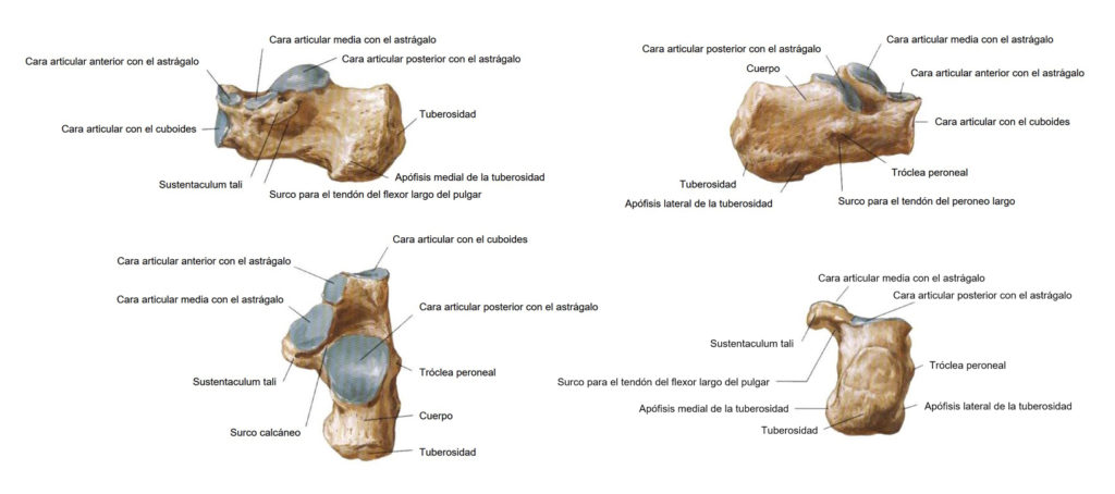 diferentes caras del hueso calcáneo
